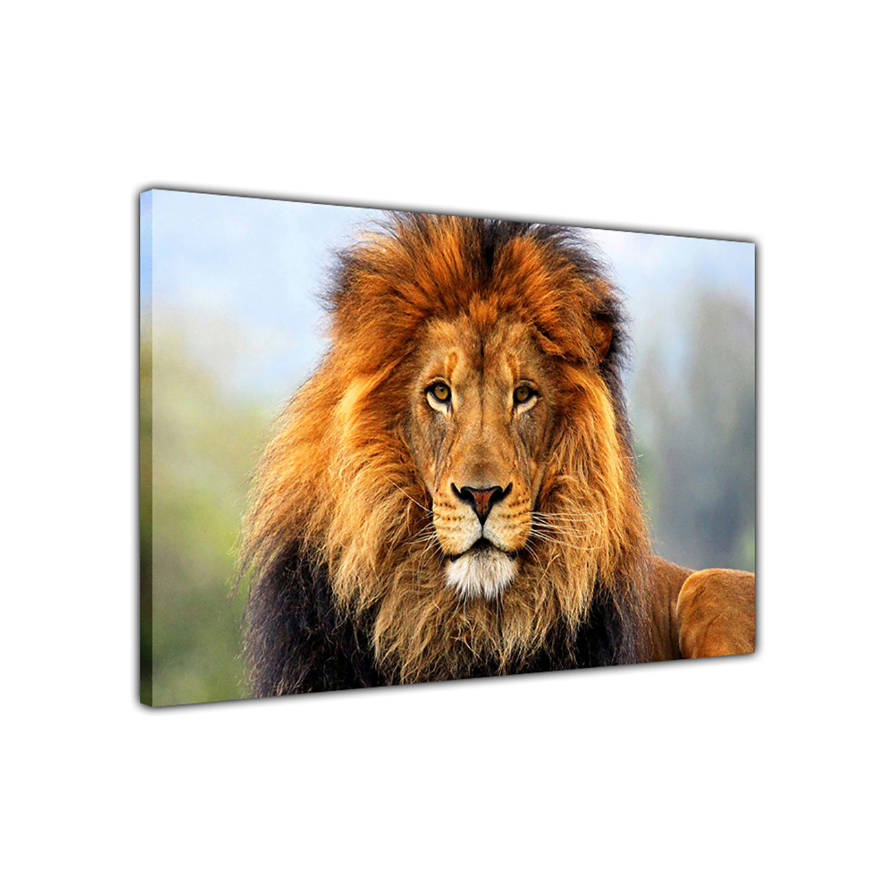 Lion In The Wild Canvas Wall Art Picture Print for the Living Room, Bedroom, Home Decor