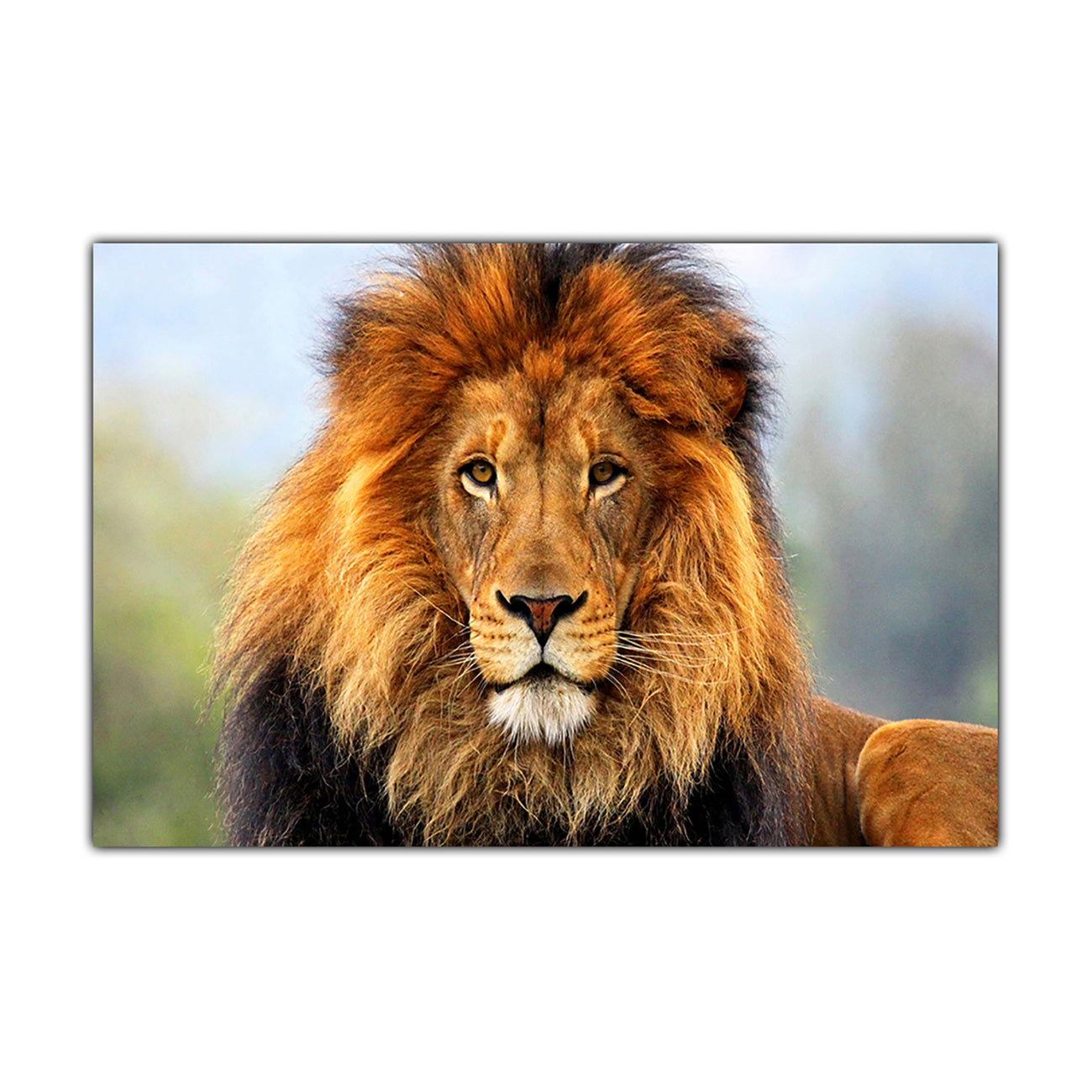 Lion In The Wild Canvas Wall Art Picture Print for the Living Room, Bedroom, Home Decor
