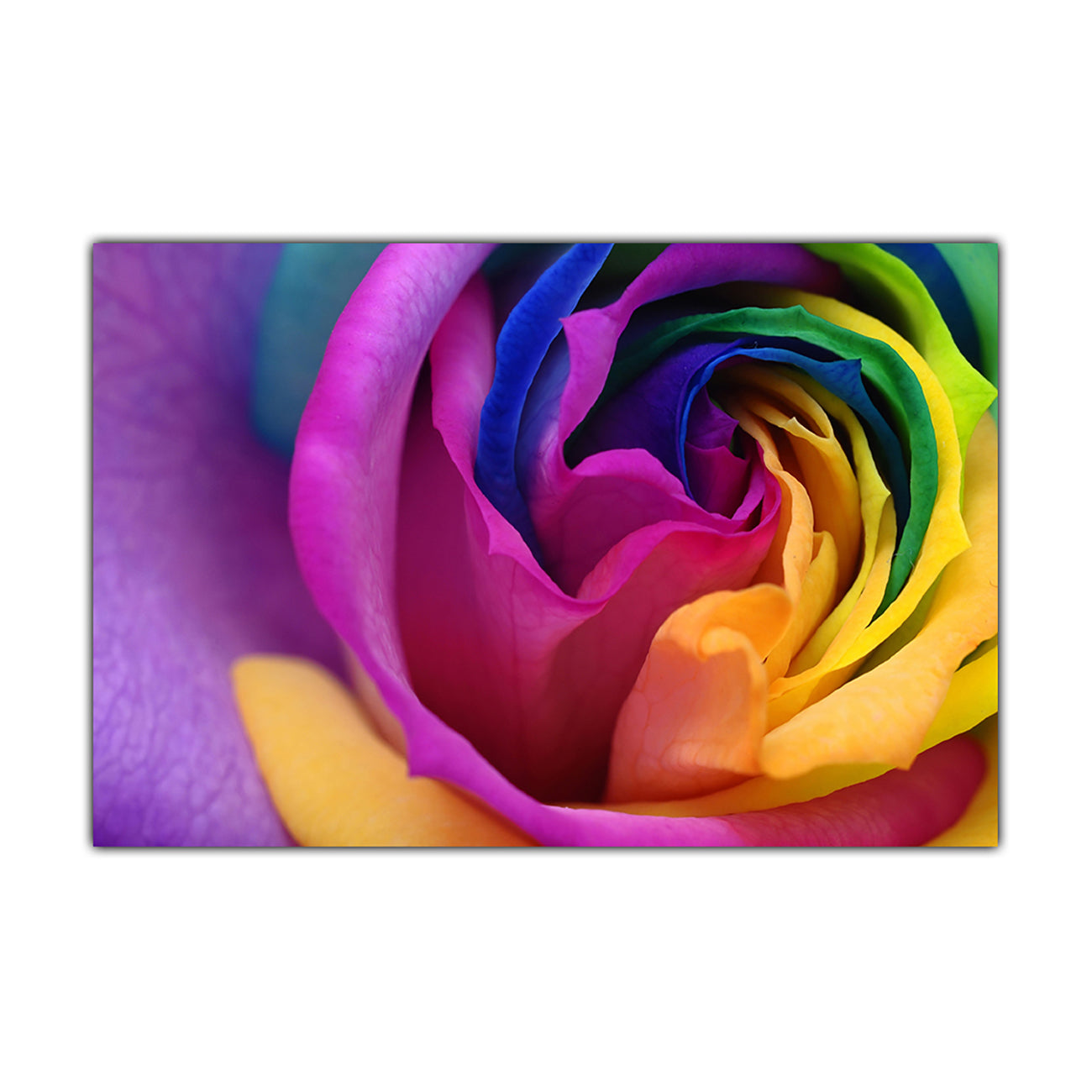 Rainbow Rose New Canvas Wall Art Picture Print for the Living Room, Bedroom, Home Decor