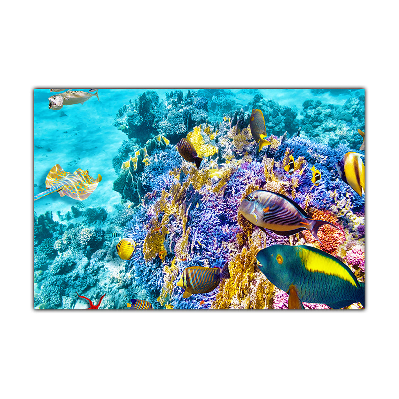 Underwater Sea Life Canvas Wall Art Picture Print for the Living Room, Bedroom, Home Decor