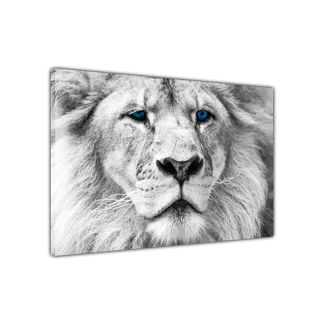 White Lion Blue Eyes Canvas Wall Art Picture Print for the Living Room, Bedroom, Home Decor