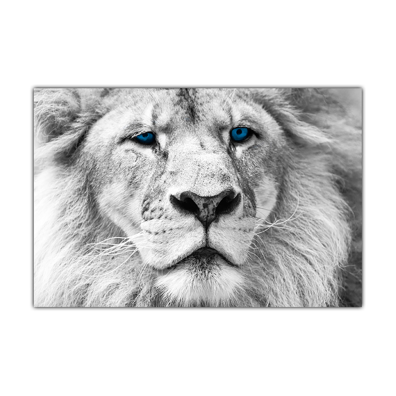 White Lion Blue Eyes Canvas Wall Art Picture Print for the Living Room, Bedroom, Home Decor
