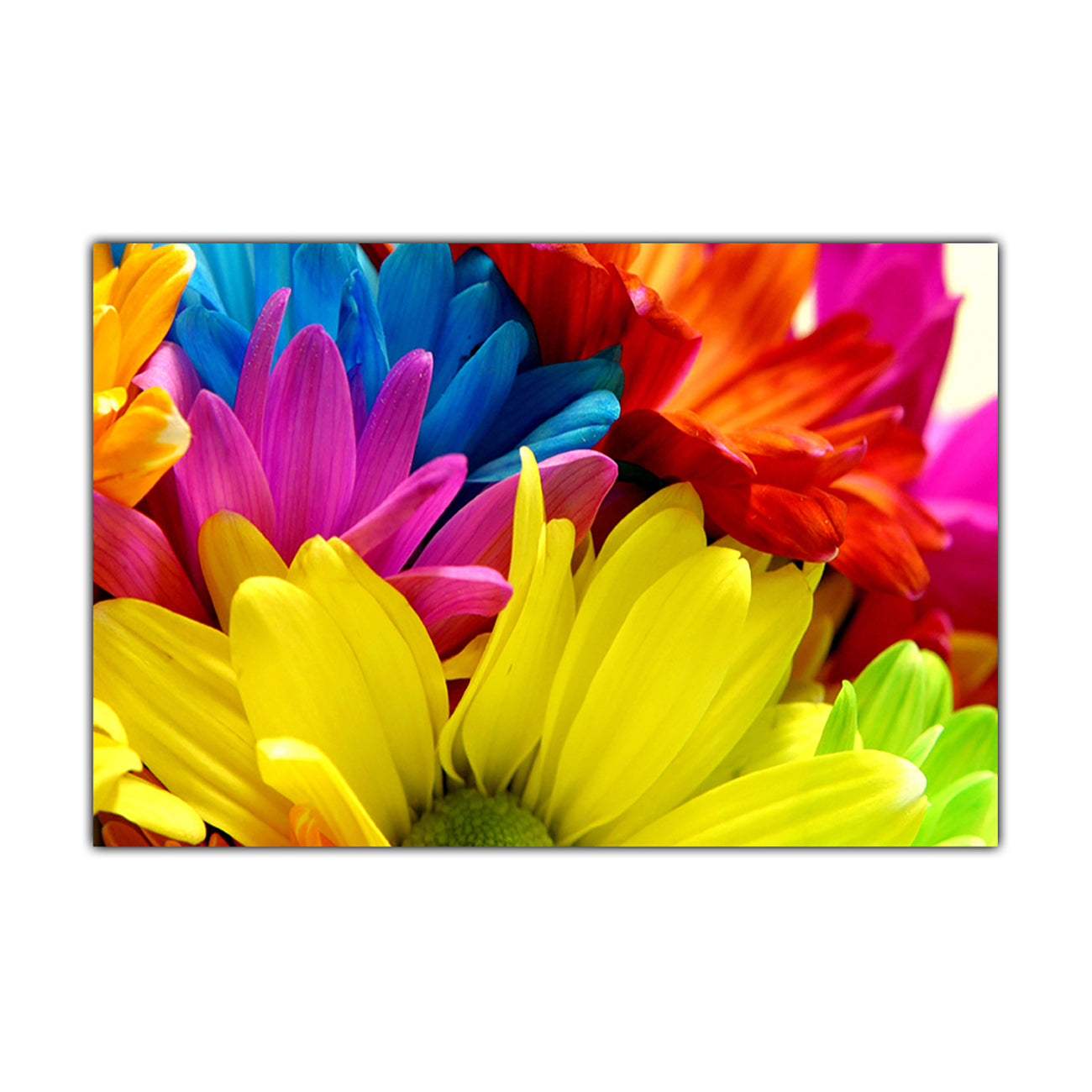 Rainbow Daisies Canvas Wall Art Picture Print for the Living Room, Bedroom, Home Decor