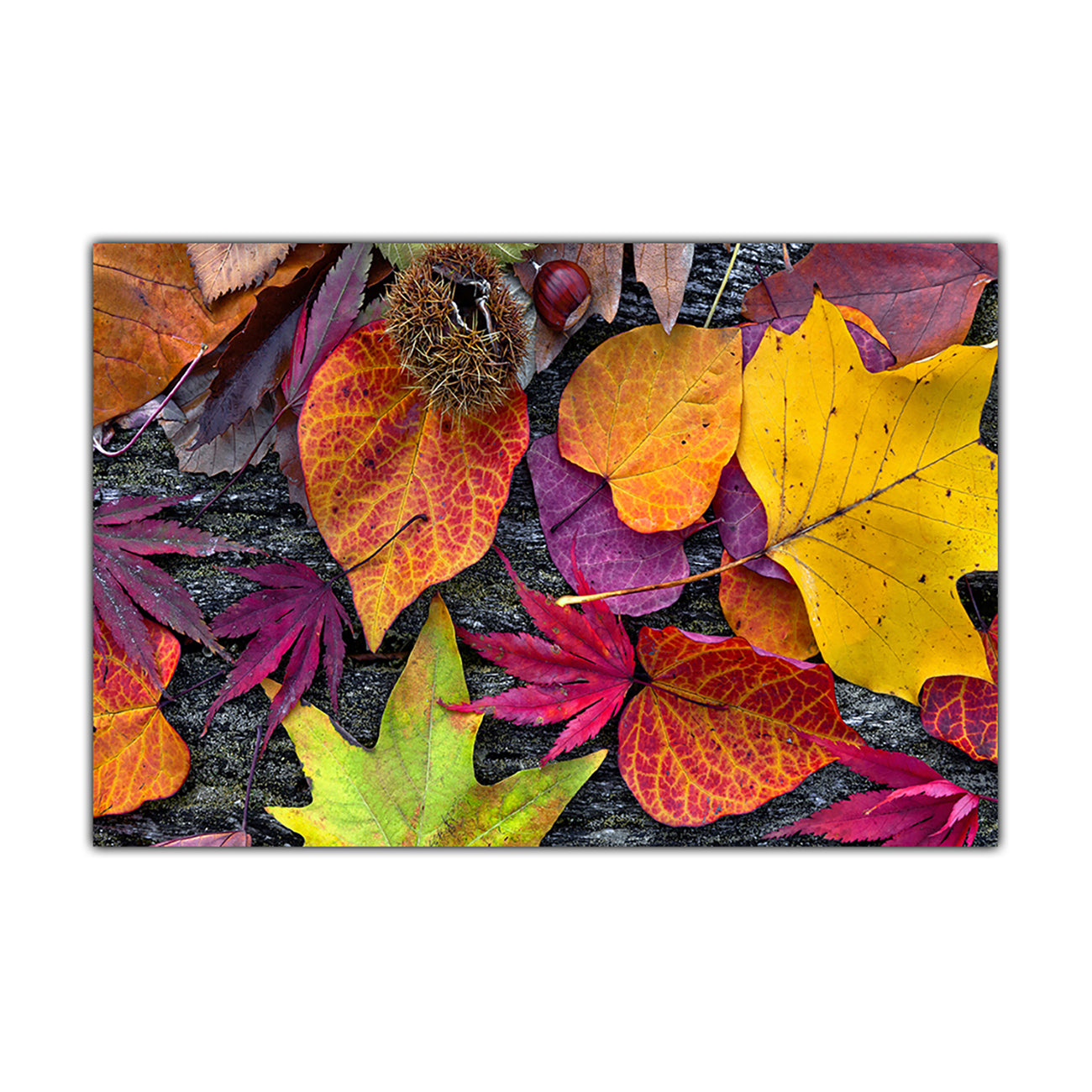 Colourful Autumn Leaves Canvas Wall Art Picture Print for the Living Room, Bedroom, Home Decor