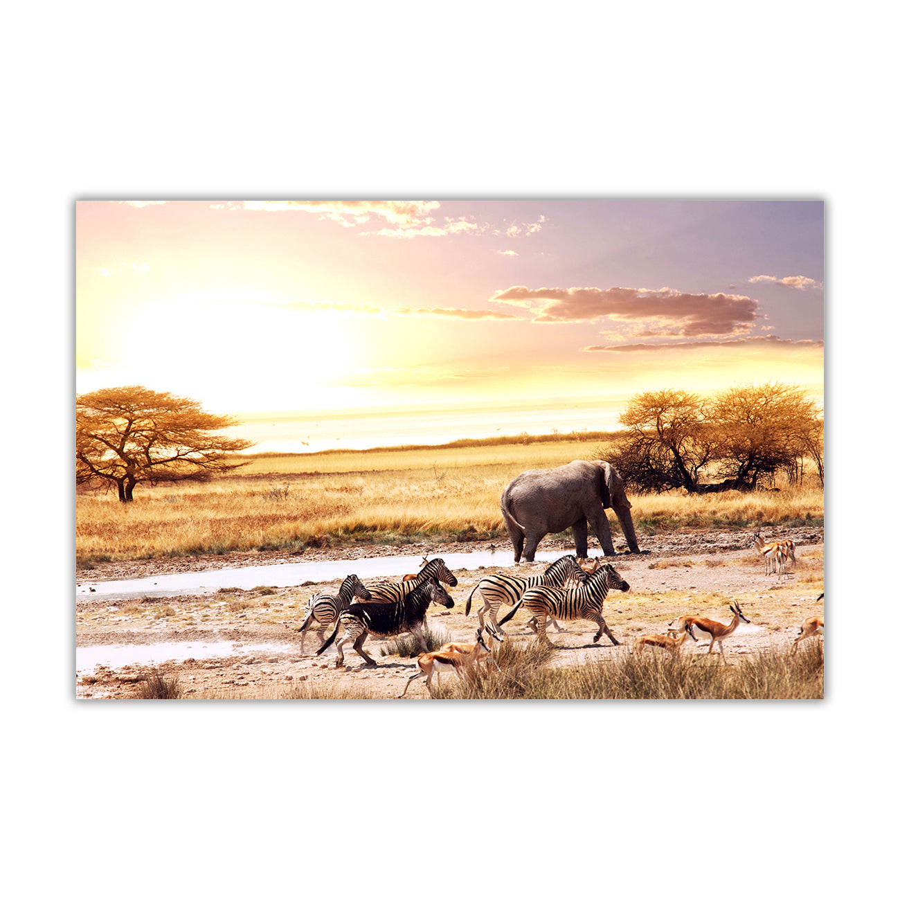 African Wild Animals Canvas Wall Art Picture Print for the Living Room, Bedroom, Home Decor