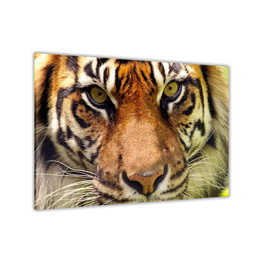 Bengal Tiger Canvas Wall Art Picture Print for the Living Room, Bedroom, Home Decor