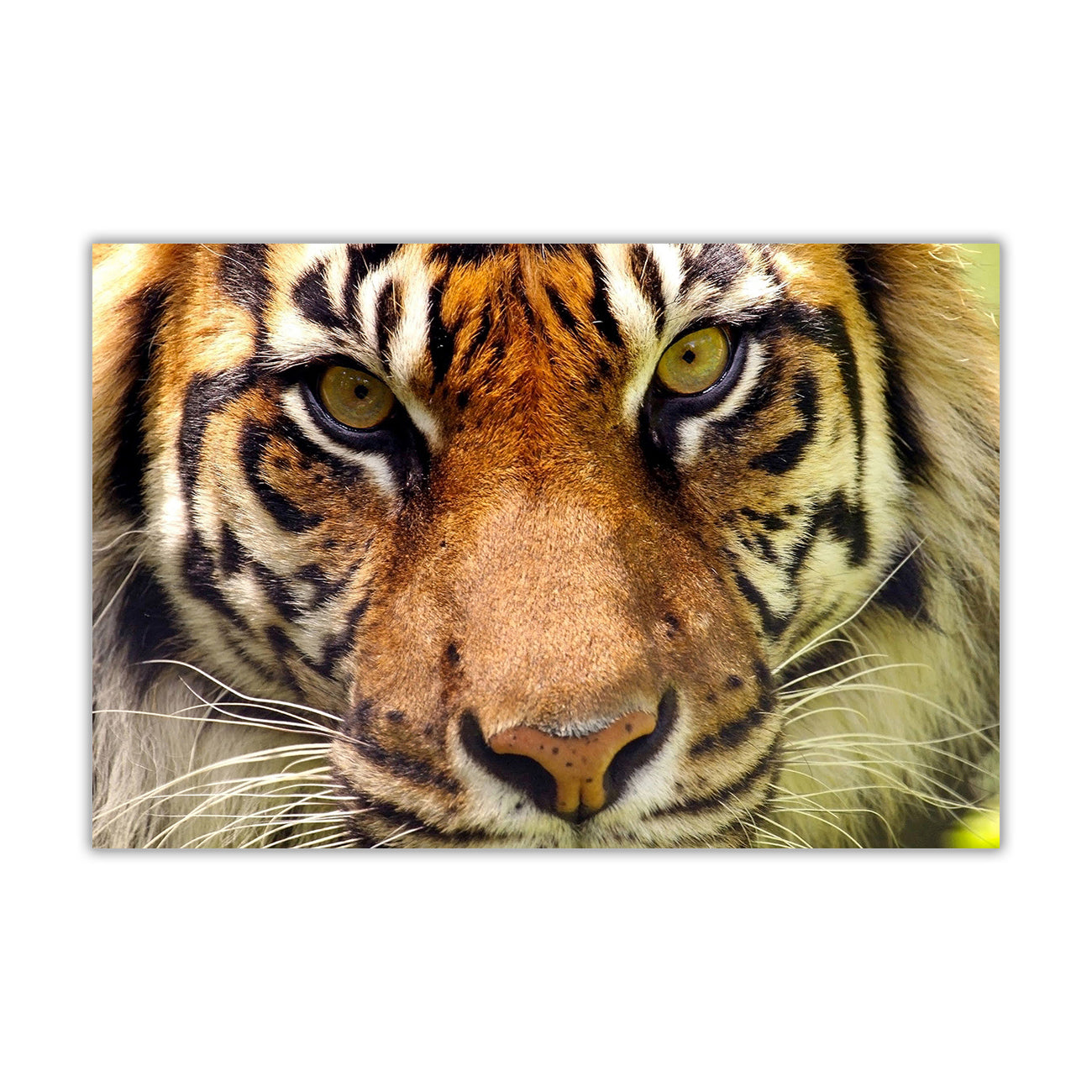 Bengal Tiger Canvas Wall Art Picture Print for the Living Room, Bedroom, Home Decor