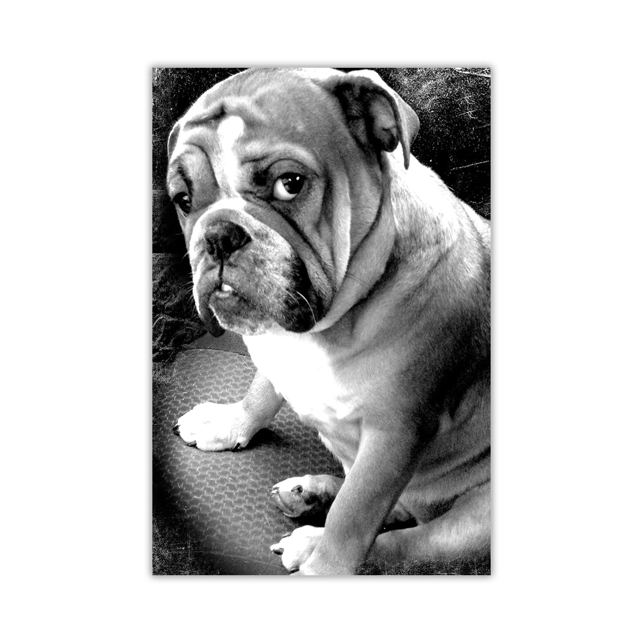 Bulldog Black & White Canvas Wall Art Picture Print for the Living Room, Bedroom, Home Decor