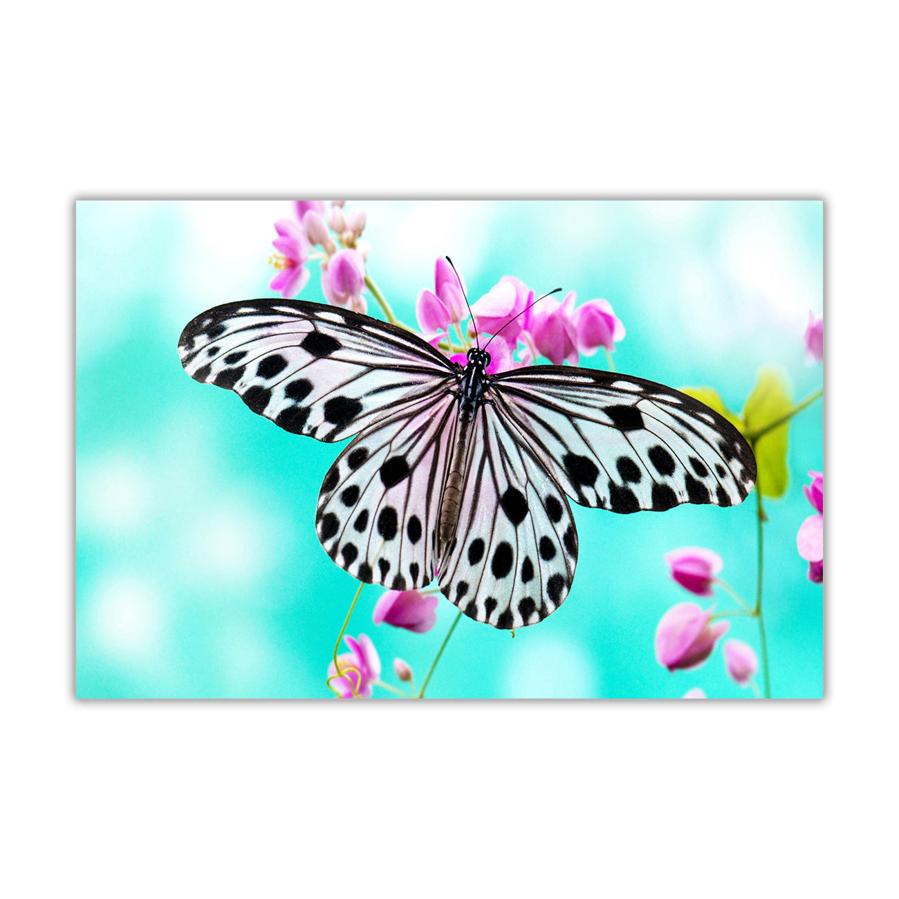 Butterfly Pink Flowers Canvas Wall Art Picture Print for the Living Room, Bedroom, Home Decor