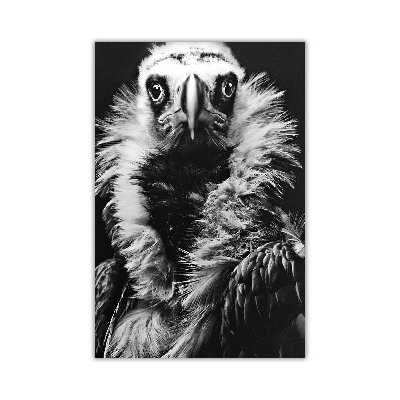 Eagle Portrait Canvas Wall Art Picture Print for the Living Room, Bedroom, Home Decor