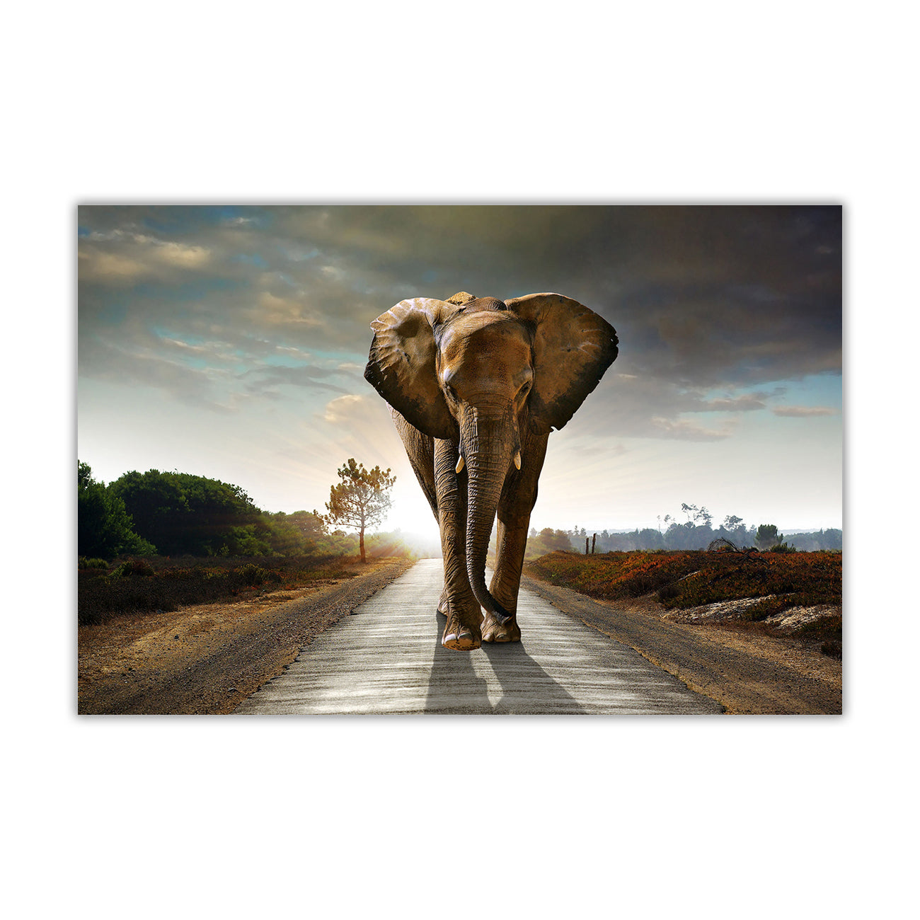 Elephant On Road Canvas Wall Art Picture Print for the Living Room, Bedroom, Home Decor