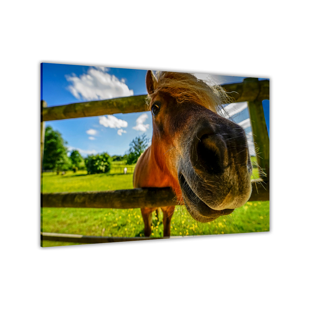 Funny Horse Canvas Wall Art Picture Print for the Living Room, Bedroom, Home Decor