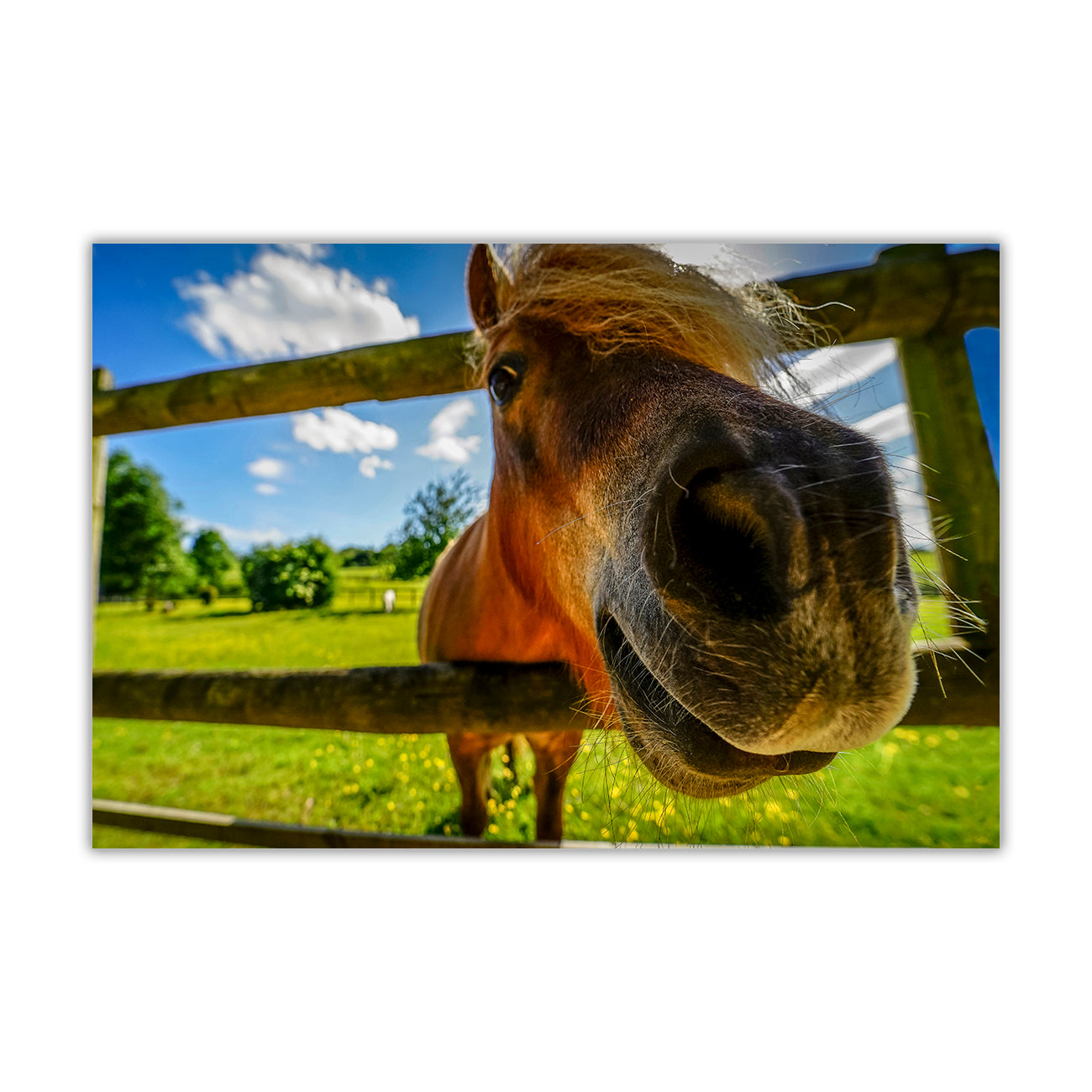 Funny Horse Canvas Wall Art Picture Print for the Living Room, Bedroom, Home Decor