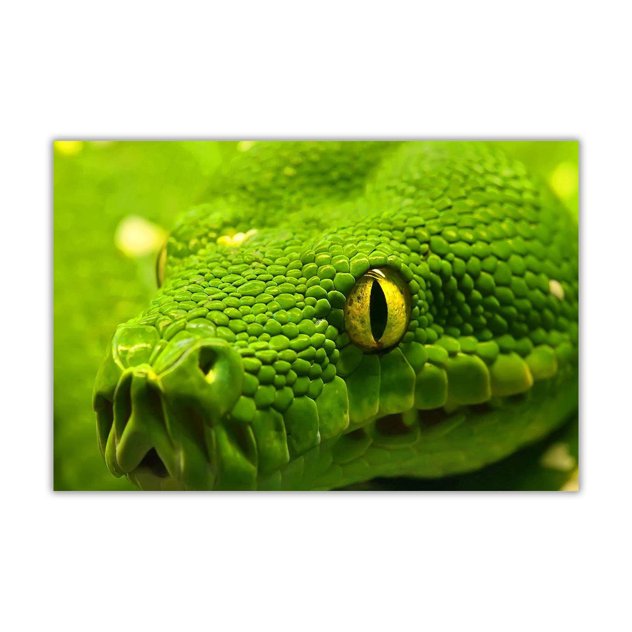 Green Anaconda Canvas Wall Art Picture Print for the Living Room, Bedroom, Home Decor