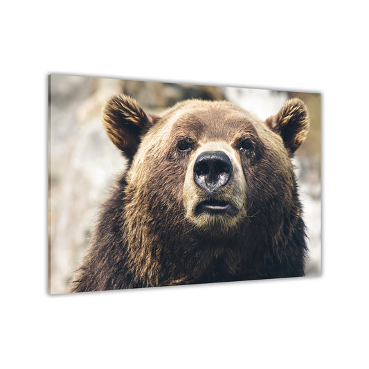 Grizzly Bear Canvas Wall Art Picture Print for the Living Room, Bedroom, Home Decor