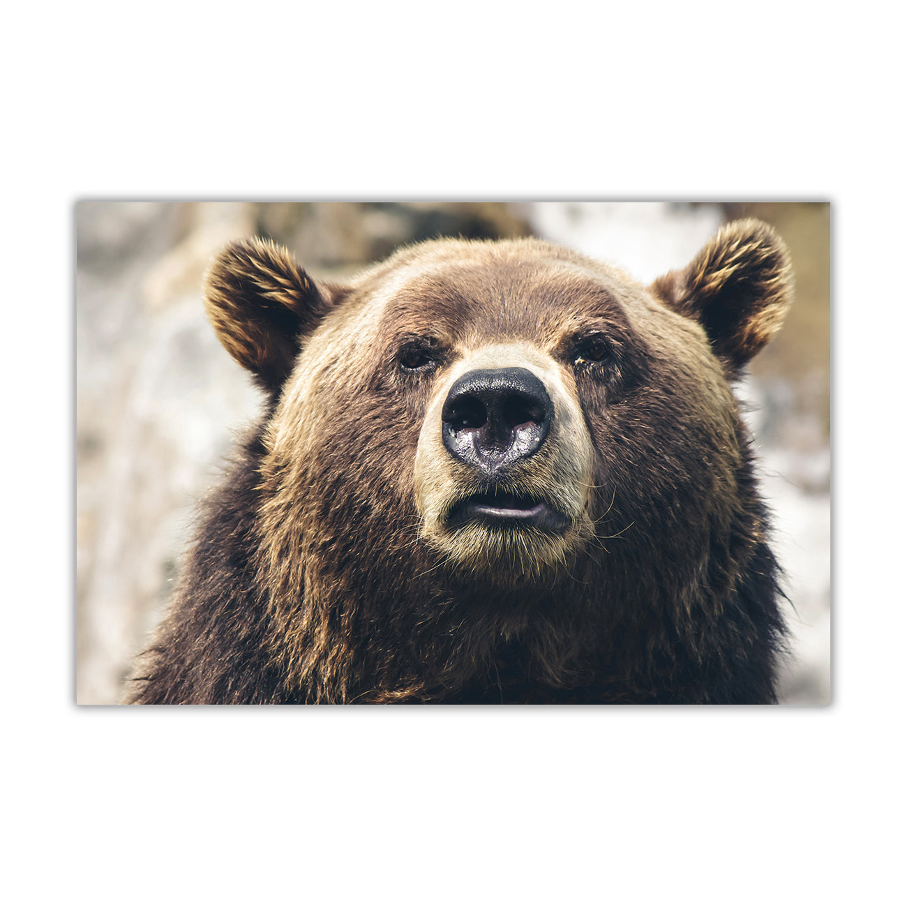 Grizzly Bear Canvas Wall Art Picture Print for the Living Room, Bedroom, Home Decor