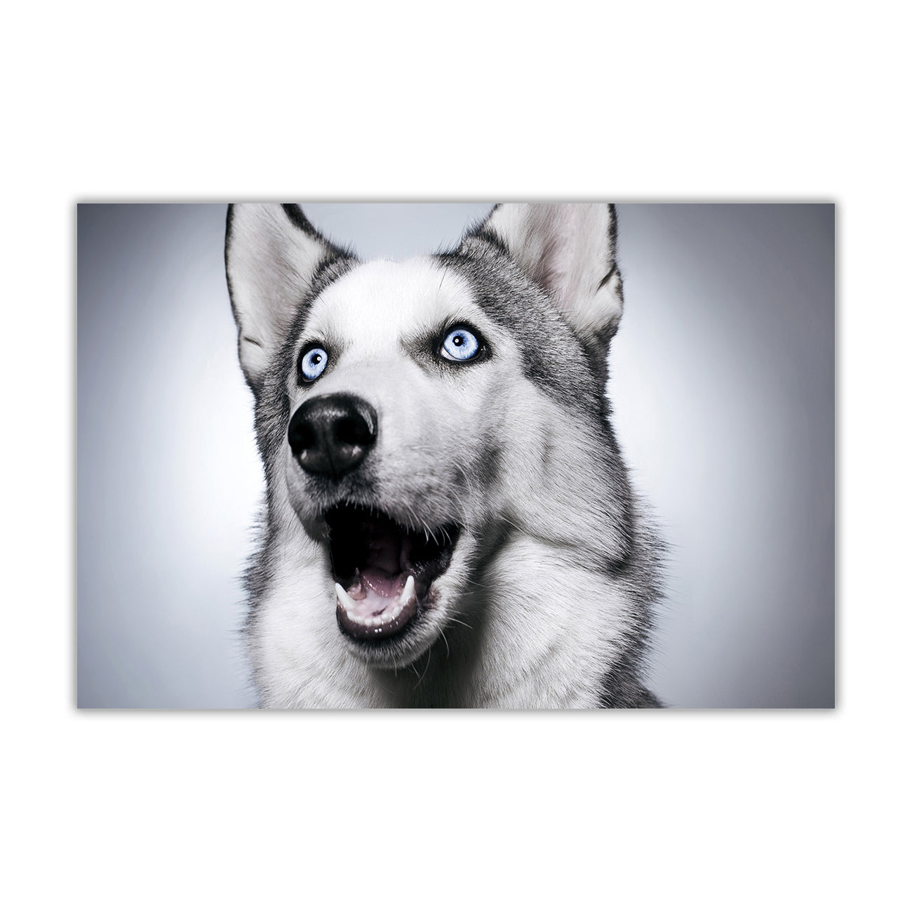 Husky Dog Canvas Wall Art Picture Print for the Living Room, Bedroom, Home Decor