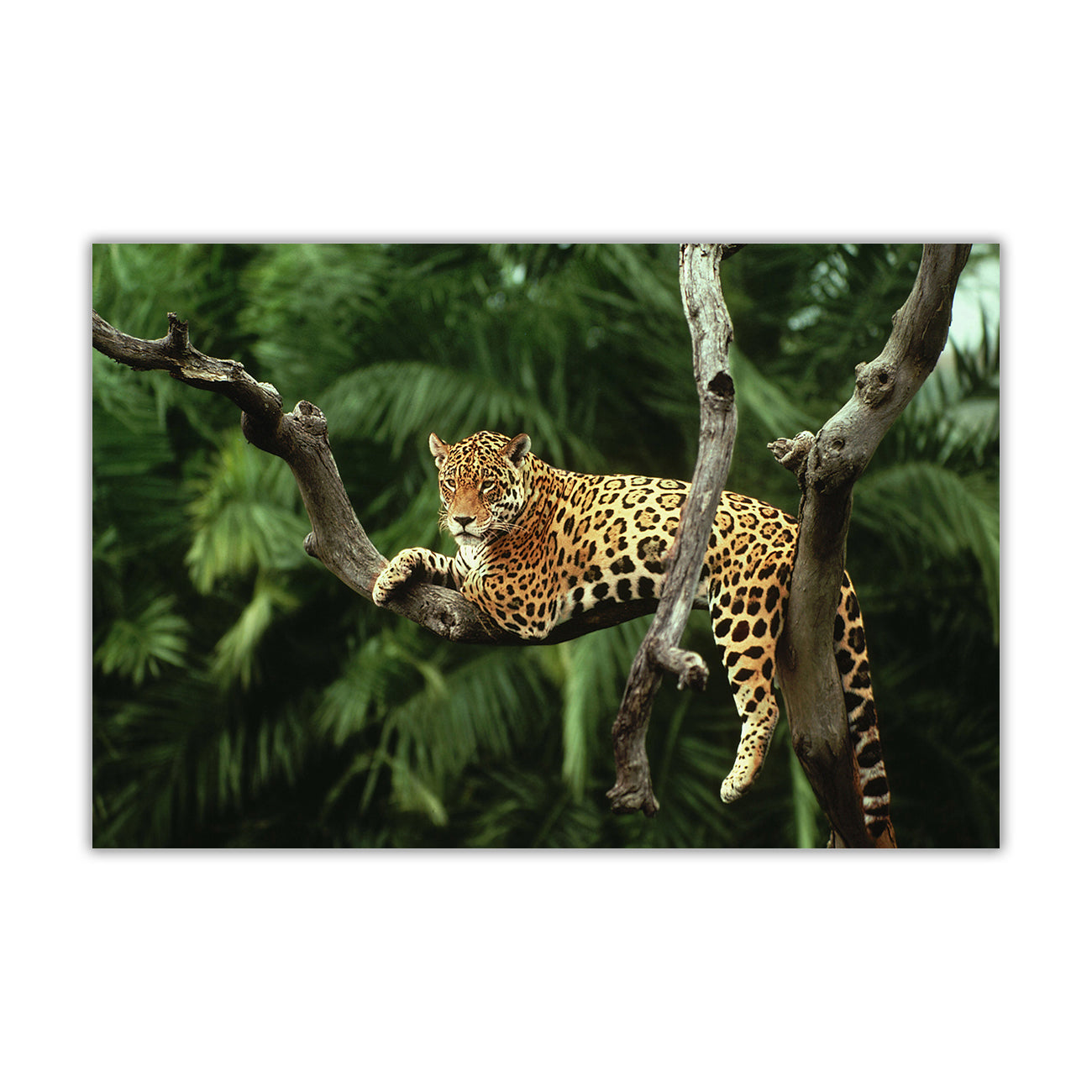Jaguar On Tree Canvas Wall Art Picture Print for the Living Room, Bedroom, Home Decor