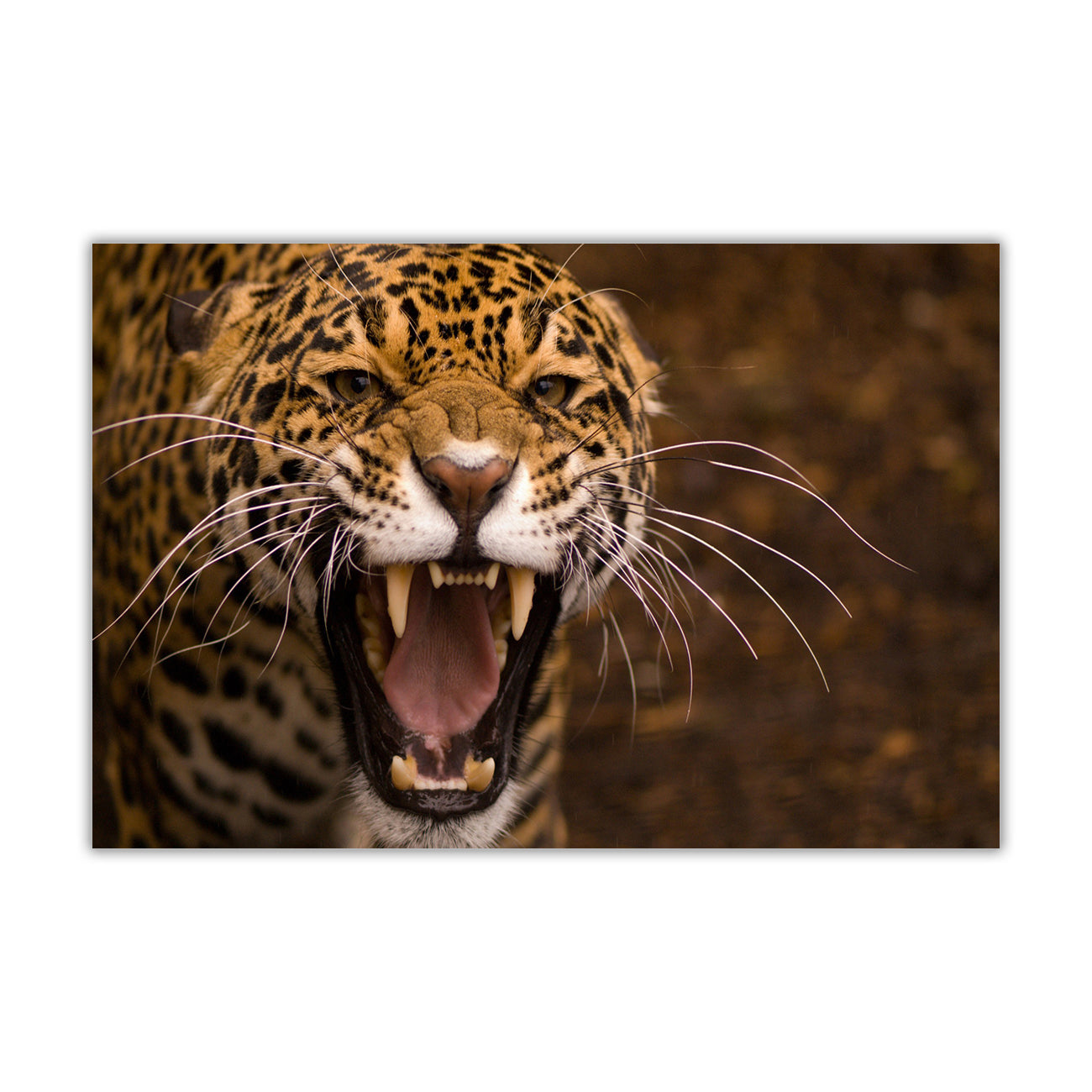 Leopard Canvas Wall Art Picture Print for the Living Room, Bedroom, Home Decor