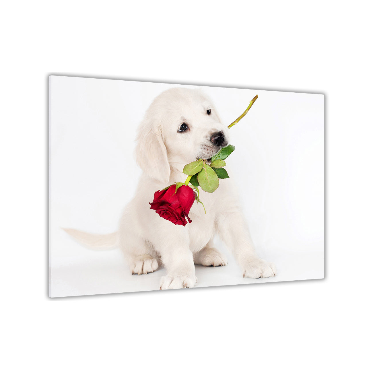 White Labrador Rose Canvas Wall Art Picture Print for the Living Room, Bedroom, Home Decor