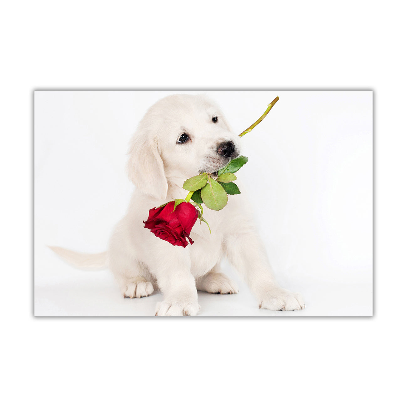 White Labrador Rose Canvas Wall Art Picture Print for the Living Room, Bedroom, Home Decor