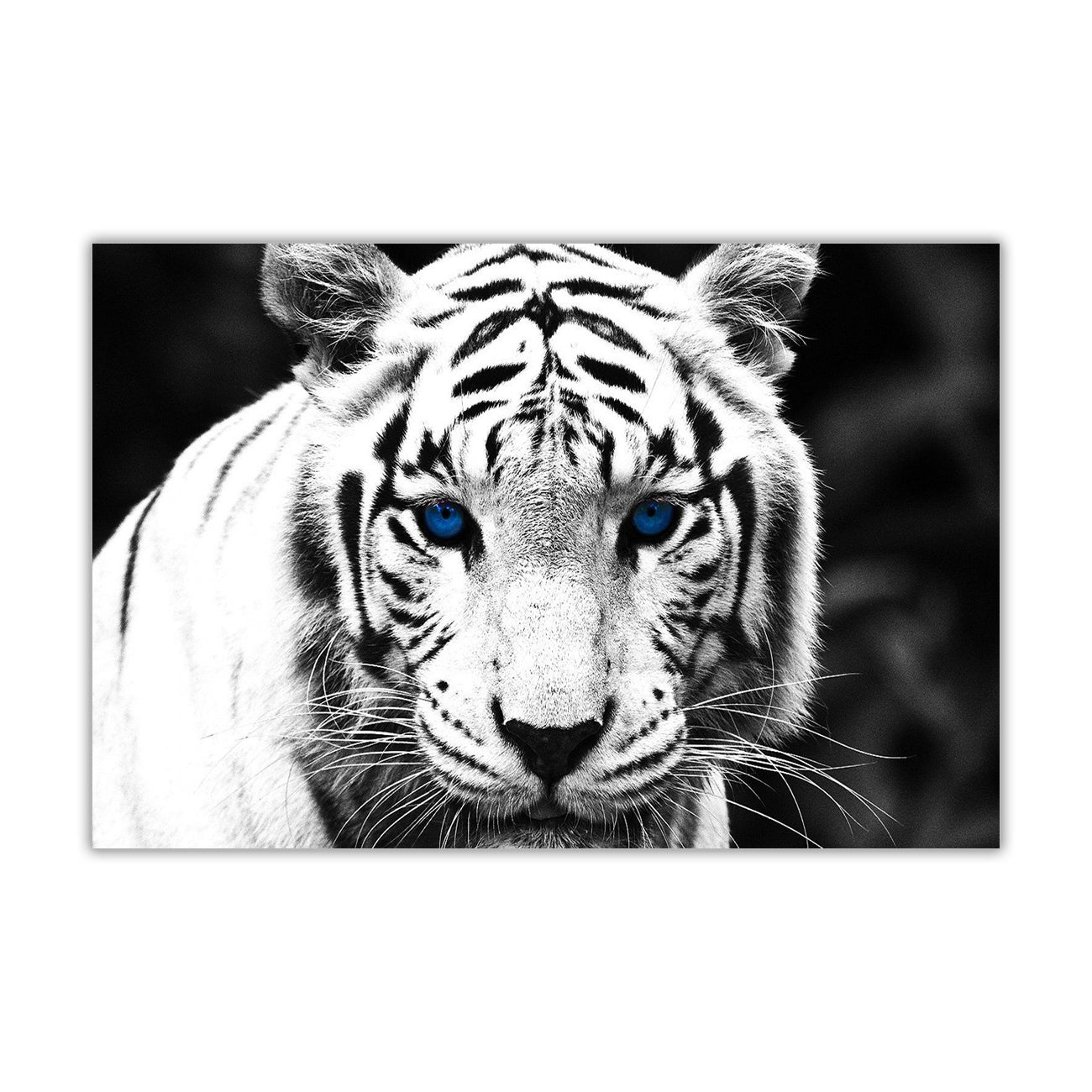 White Tiger Landscape Canvas Wall Art Picture Print for the Living Room, Bedroom, Home Decor