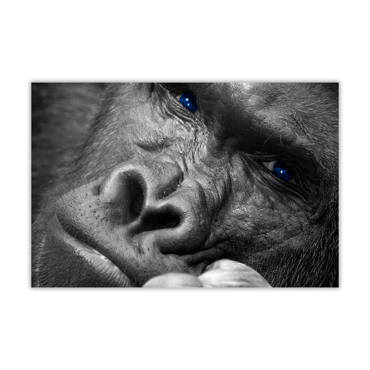 Gorilla Thinking Canvas Wall Art Picture Print for the Living Room, Bedroom, Home Decor