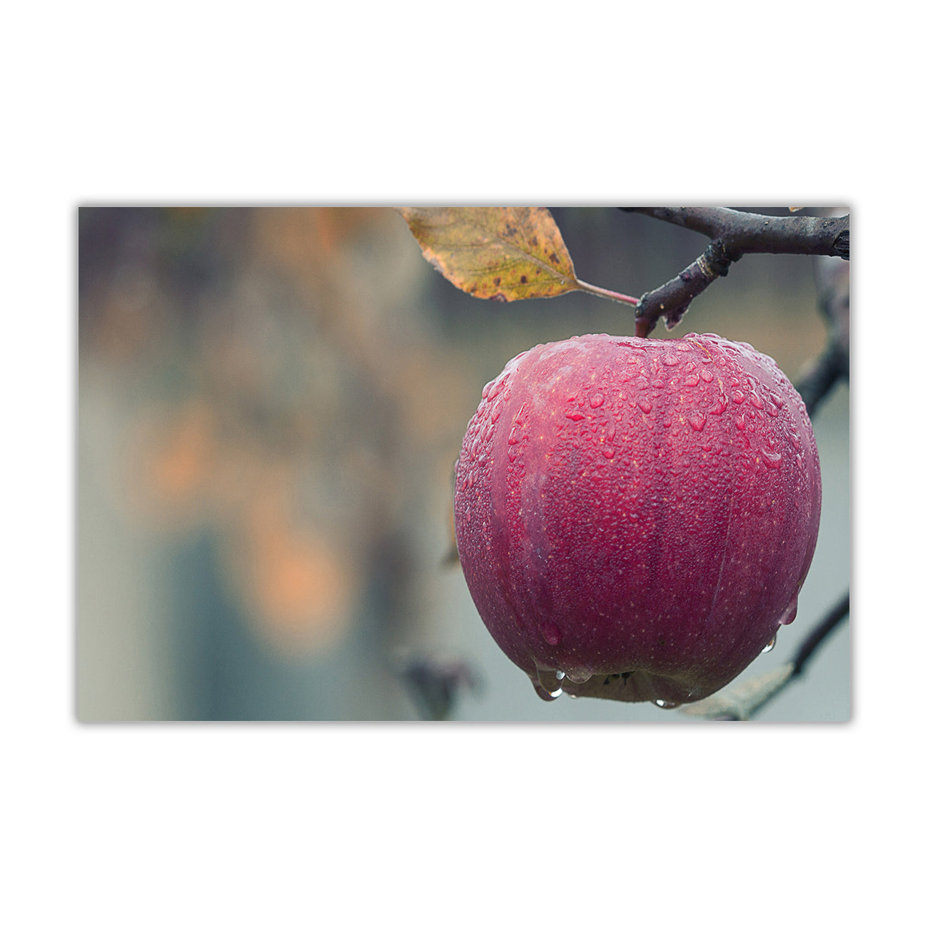 Apple Tree Canvas Wall Art Picture Print for the Living Room, Bedroom, Home Decor
