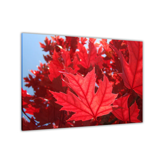 Autumn Leaves Red Canvas Wall Art Picture Print for the Living Room, Bedroom, Home Decor