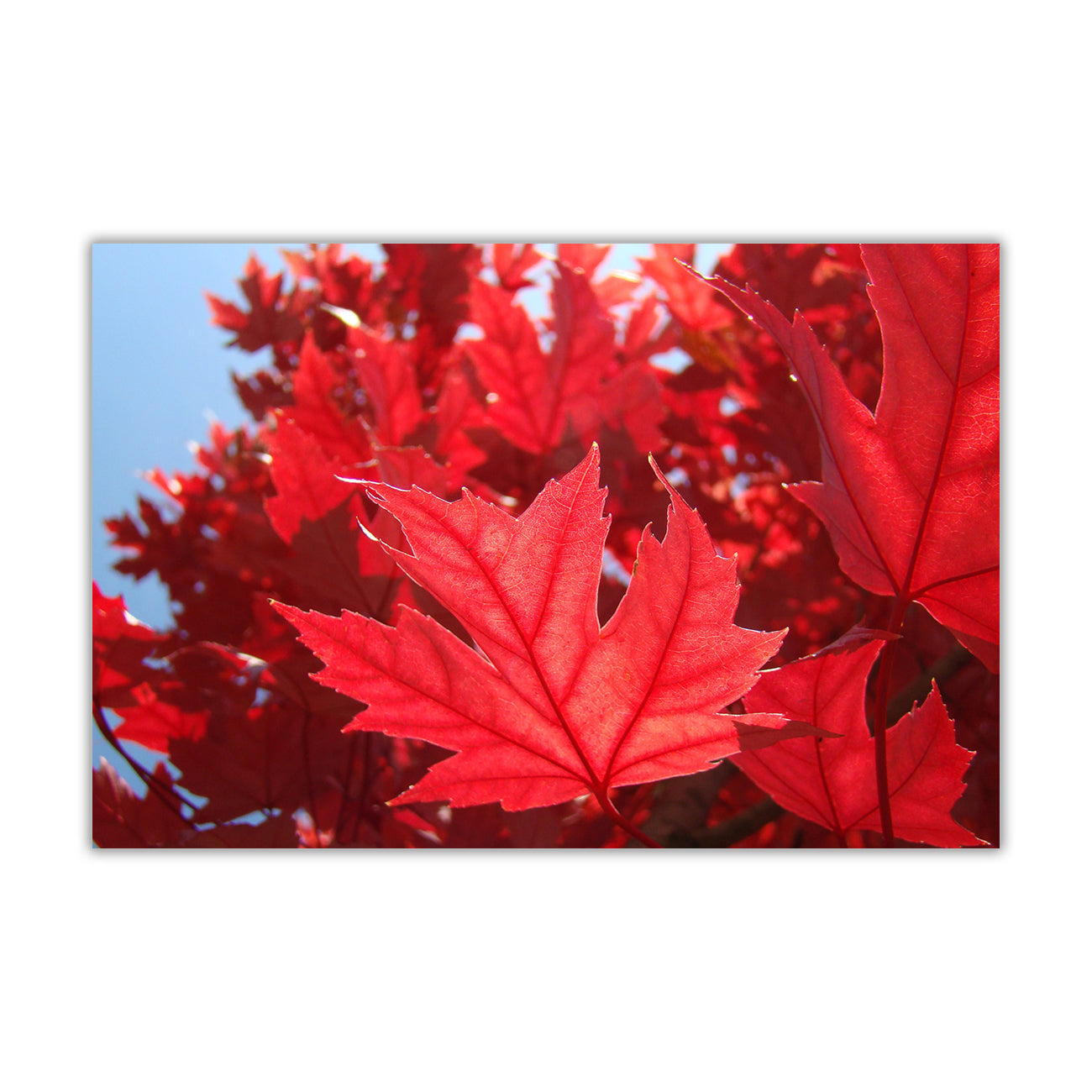 Autumn Leaves Red Canvas Wall Art Picture Print for the Living Room, Bedroom, Home Decor