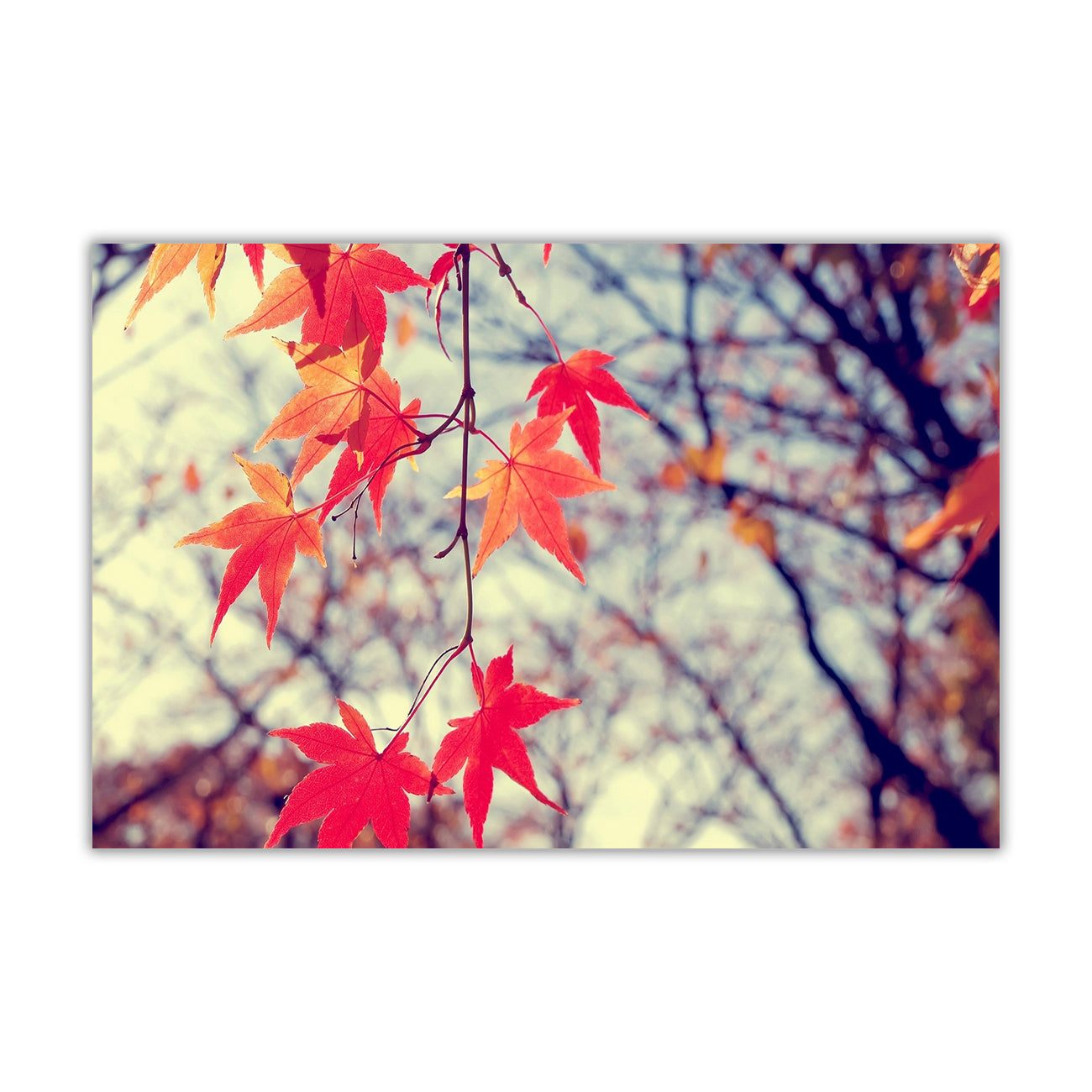 Autumn Red Leaves Canvas Wall Art Picture Print for the Living Room, Bedroom, Home Decor