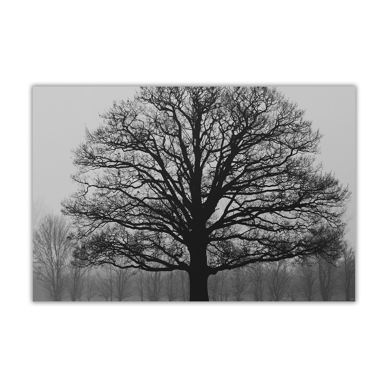 Autumn Tree BW Canvas Wall Art Picture Print for the Living Room, Bedroom, Home Decor