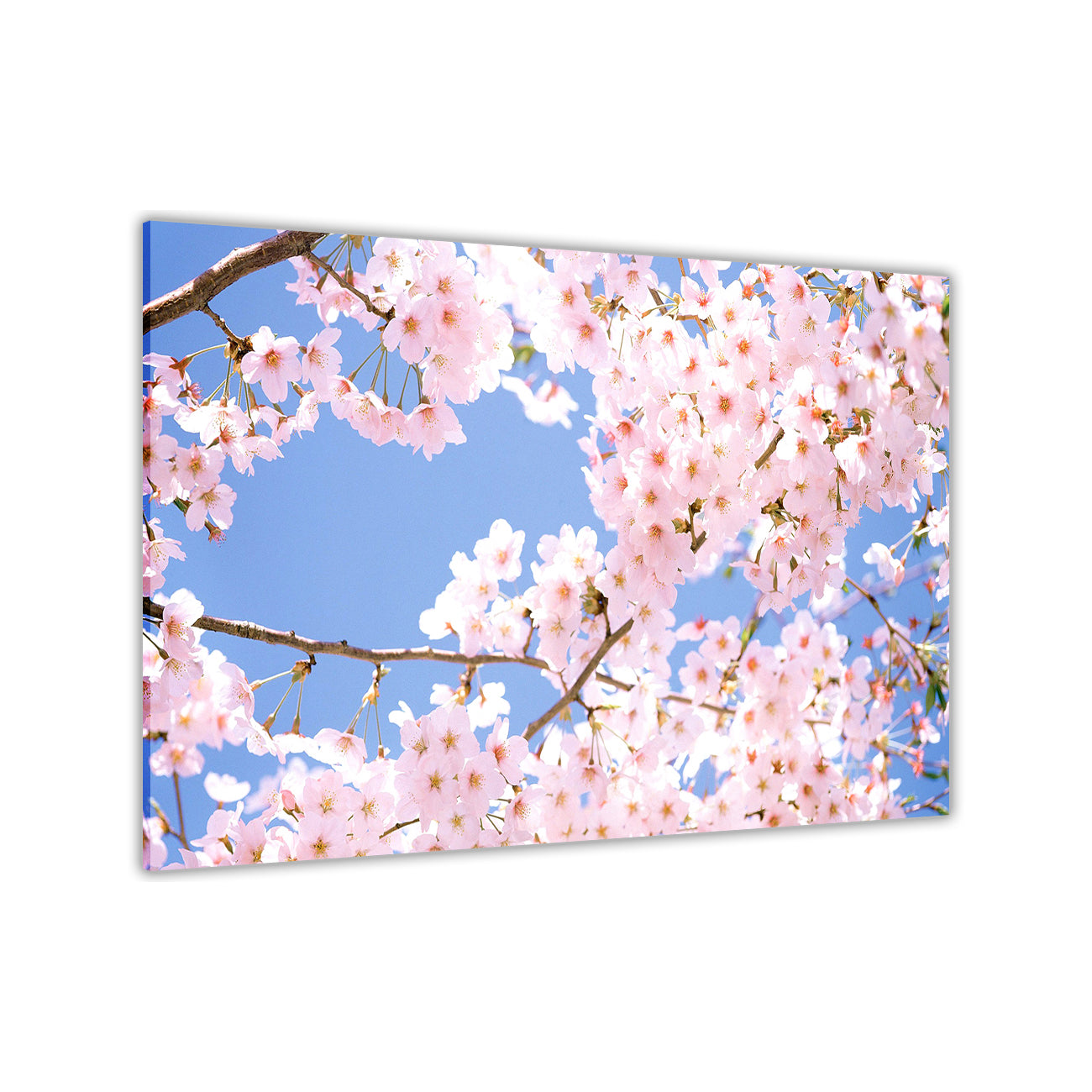 Cherry Blossom Tree Canvas Wall Art Picture Print for the Living Room, Bedroom, Home Decor