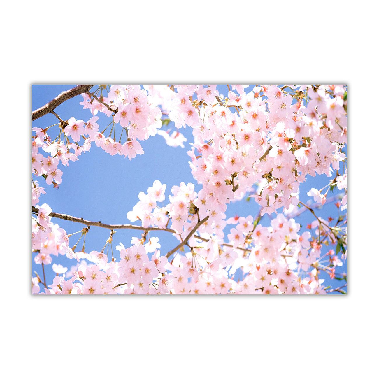 Cherry Blossom Tree Canvas Wall Art Picture Print for the Living Room, Bedroom, Home Decor