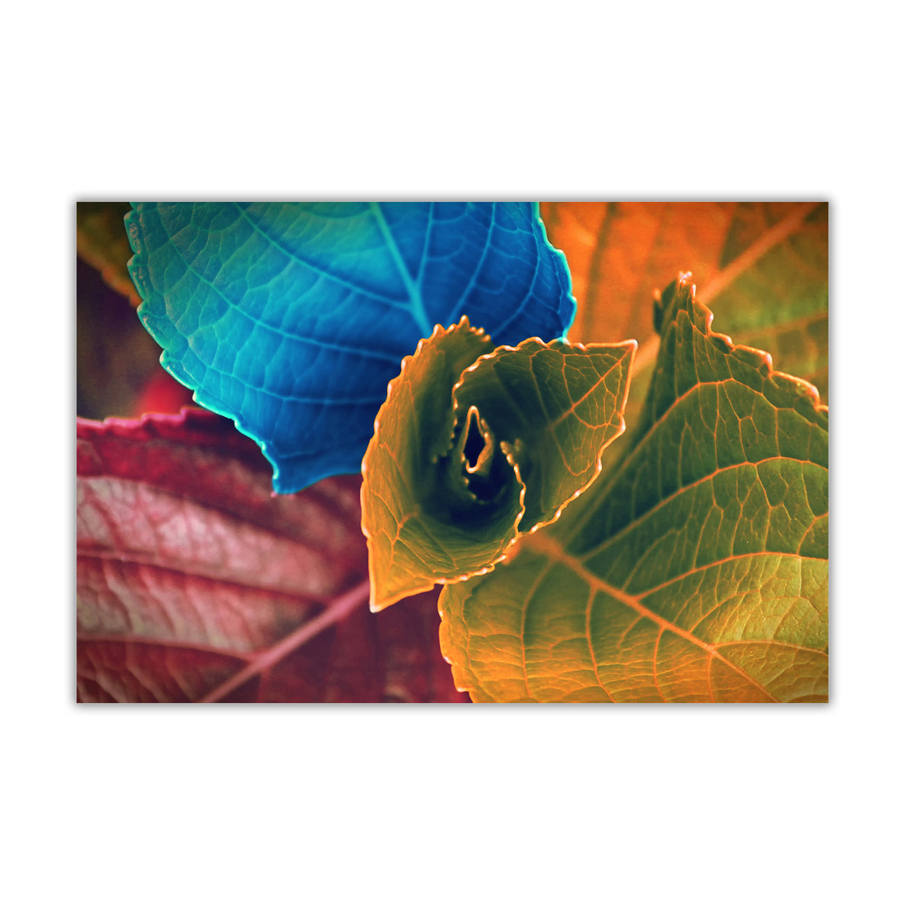 Coloured Leaves Canvas Wall Art Picture Print for the Living Room, Bedroom, Home Decor