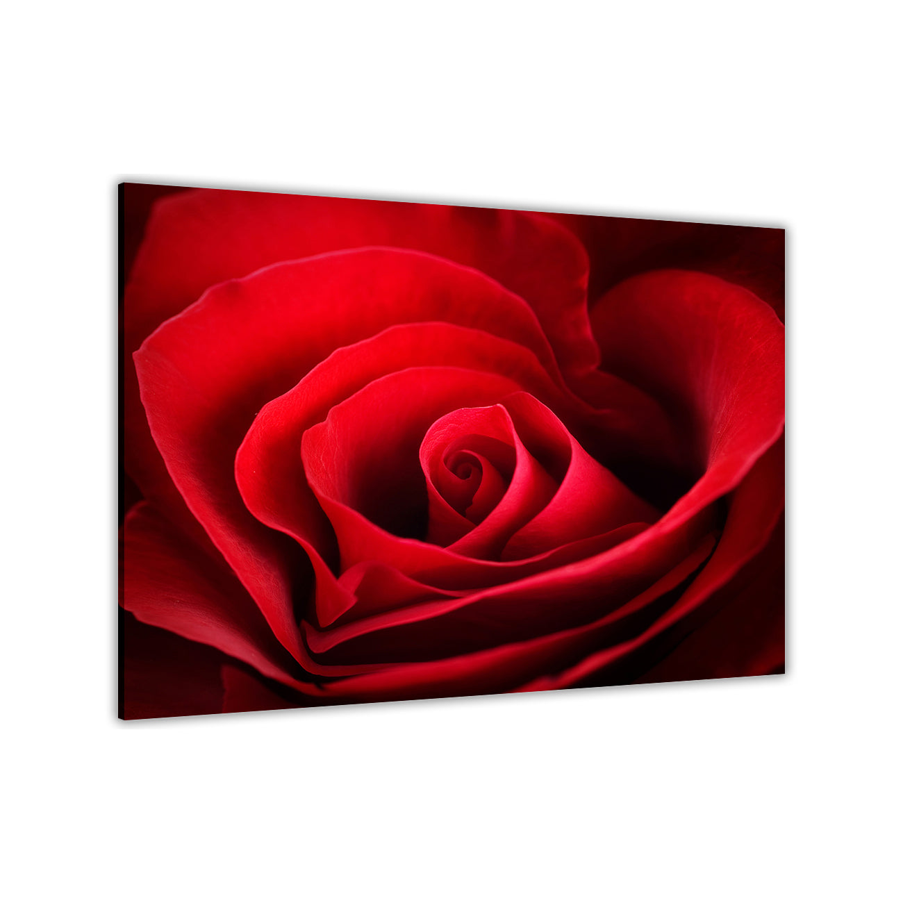 Dark Red Rose Canvas Wall Art Picture Print for the Living Room, Bedroom, Home Decor