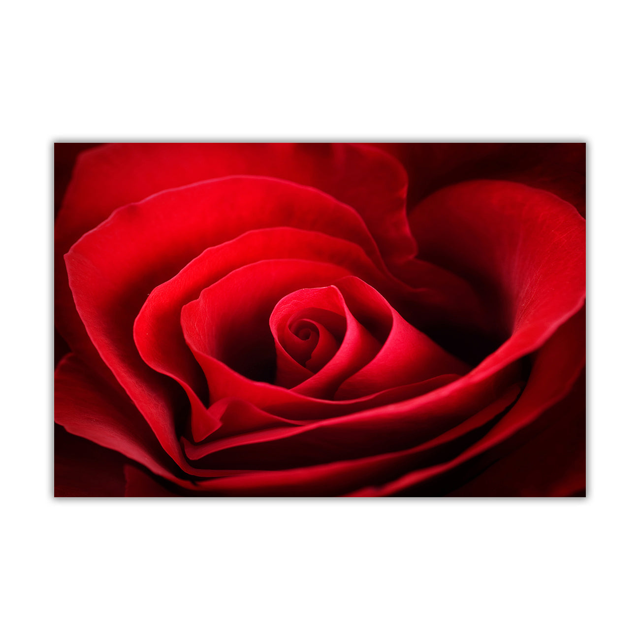 Dark Red Rose Canvas Wall Art Picture Print for the Living Room, Bedroom, Home Decor