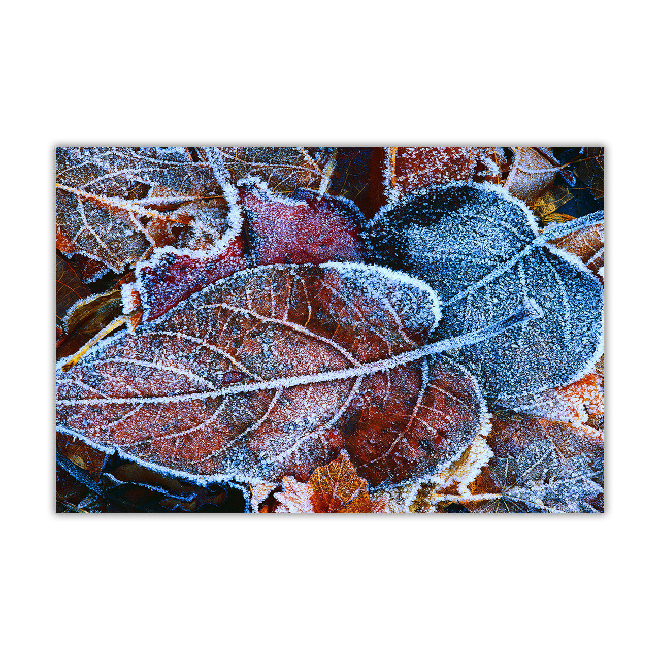 Frozen Leaves Canvas Wall Art Picture Print for the Living Room, Bedroom, Home Decor