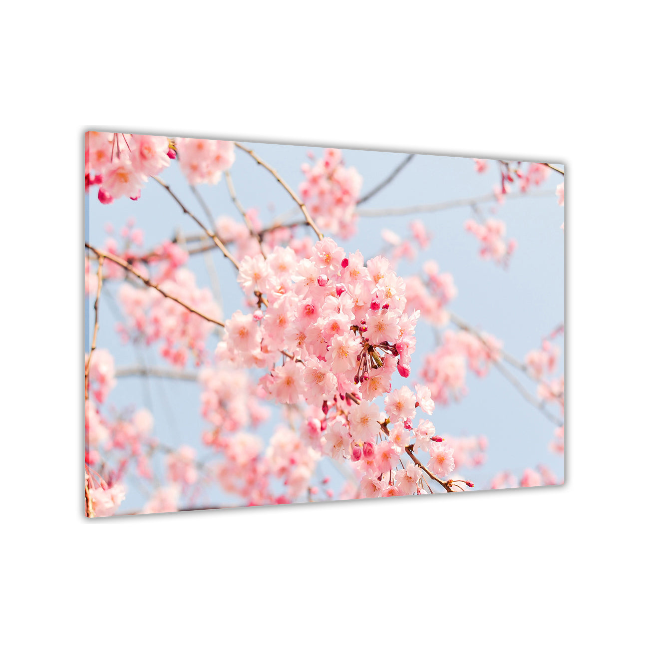 Japanese Cherry Tree Canvas Wall Art Picture Print for the Living Room, Bedroom, Home Decor