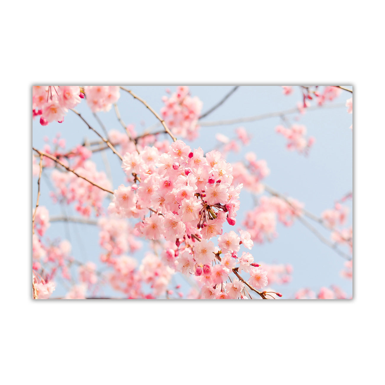 Japanese Cherry Tree Canvas Wall Art Picture Print for the Living Room, Bedroom, Home Decor