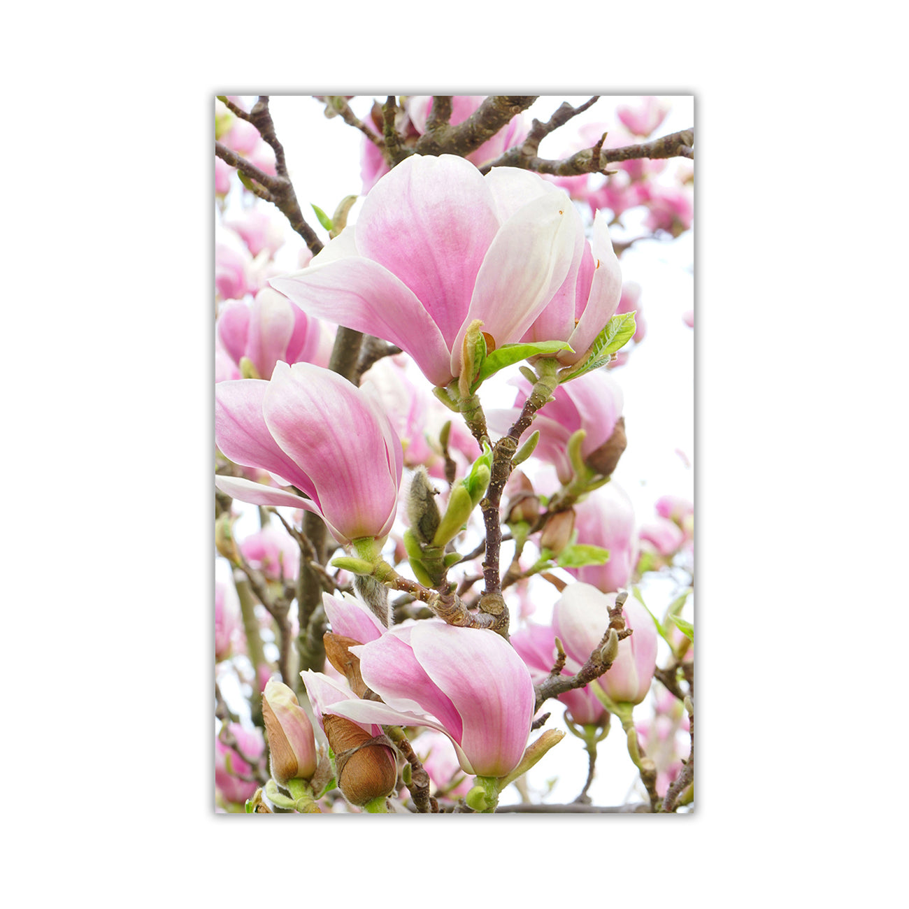 Magnolia Canvas Wall Art Picture Print for the Living Room, Bedroom, Home Decor