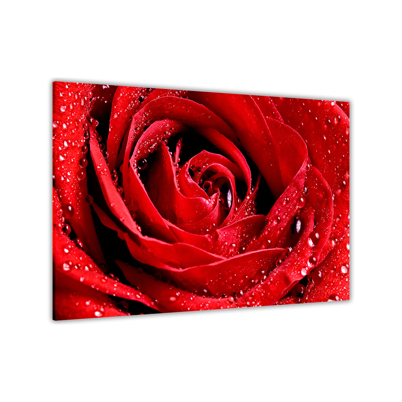 Pink Red Rose Canvas Wall Art Picture Print for the Living Room, Bedroom, Home Decor