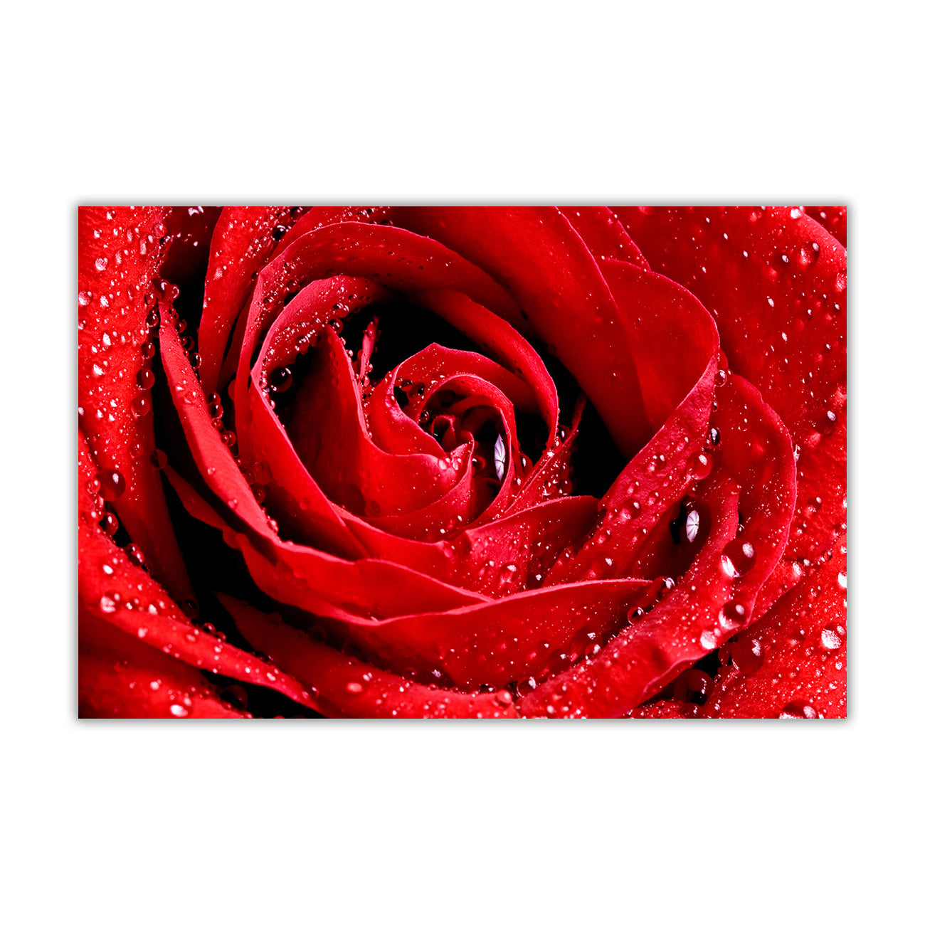 Pink Red Rose Canvas Wall Art Picture Print for the Living Room, Bedroom, Home Decor