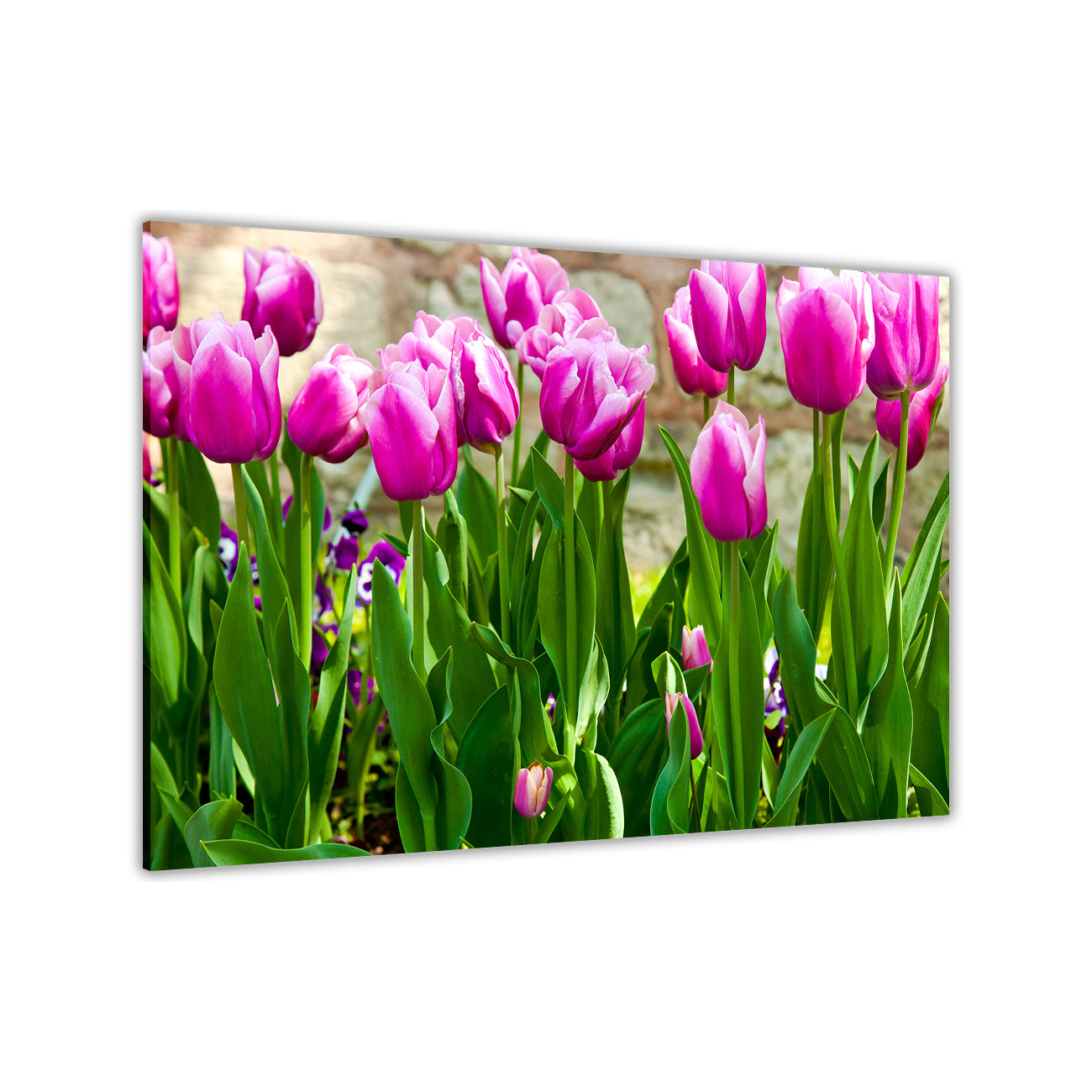 Pink Tulips Canvas Wall Art Picture Print for the Living Room, Bedroom, Home Decor