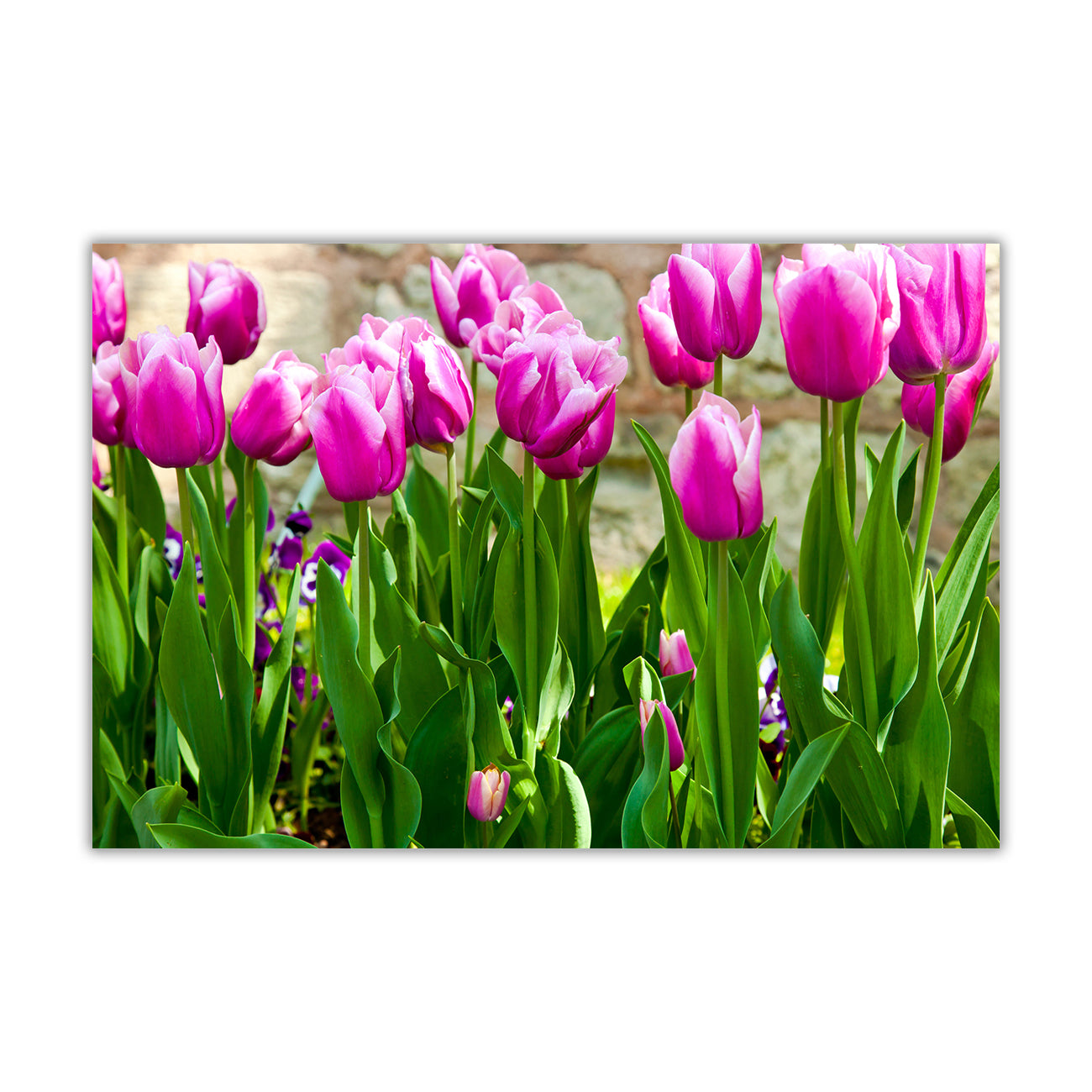 Pink Tulips Canvas Wall Art Picture Print for the Living Room, Bedroom, Home Decor