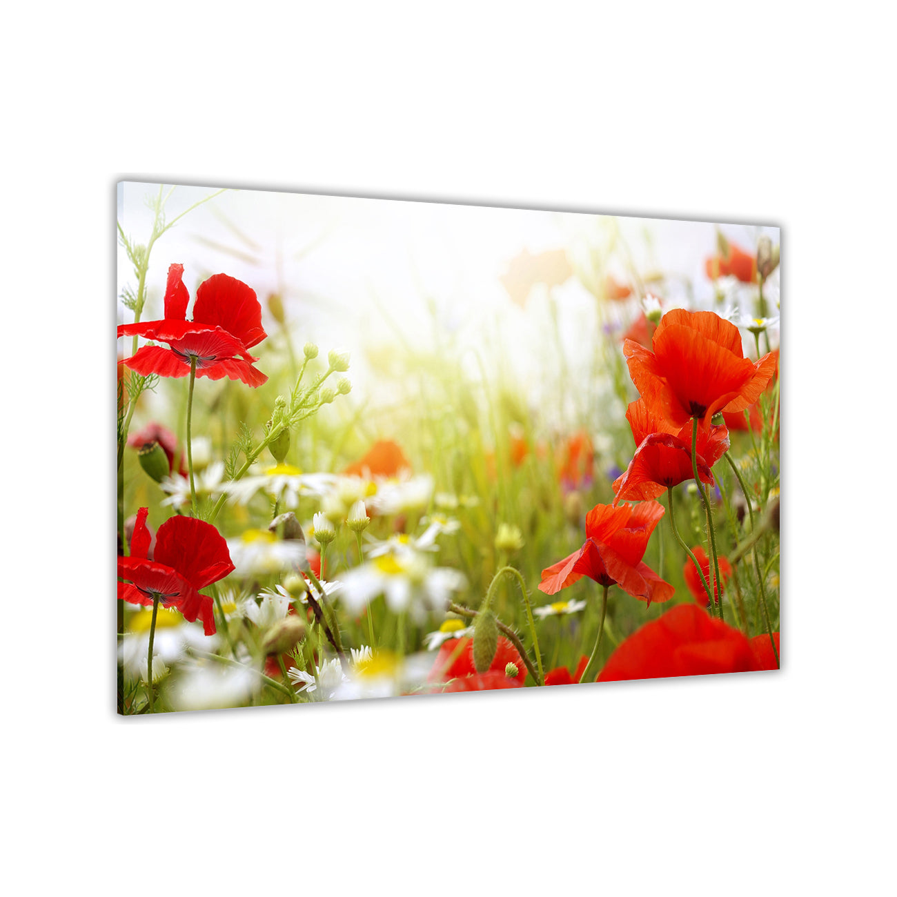 Red Flowers Daisies Canvas Wall Art Picture Print for the Living Room, Bedroom, Home Decor