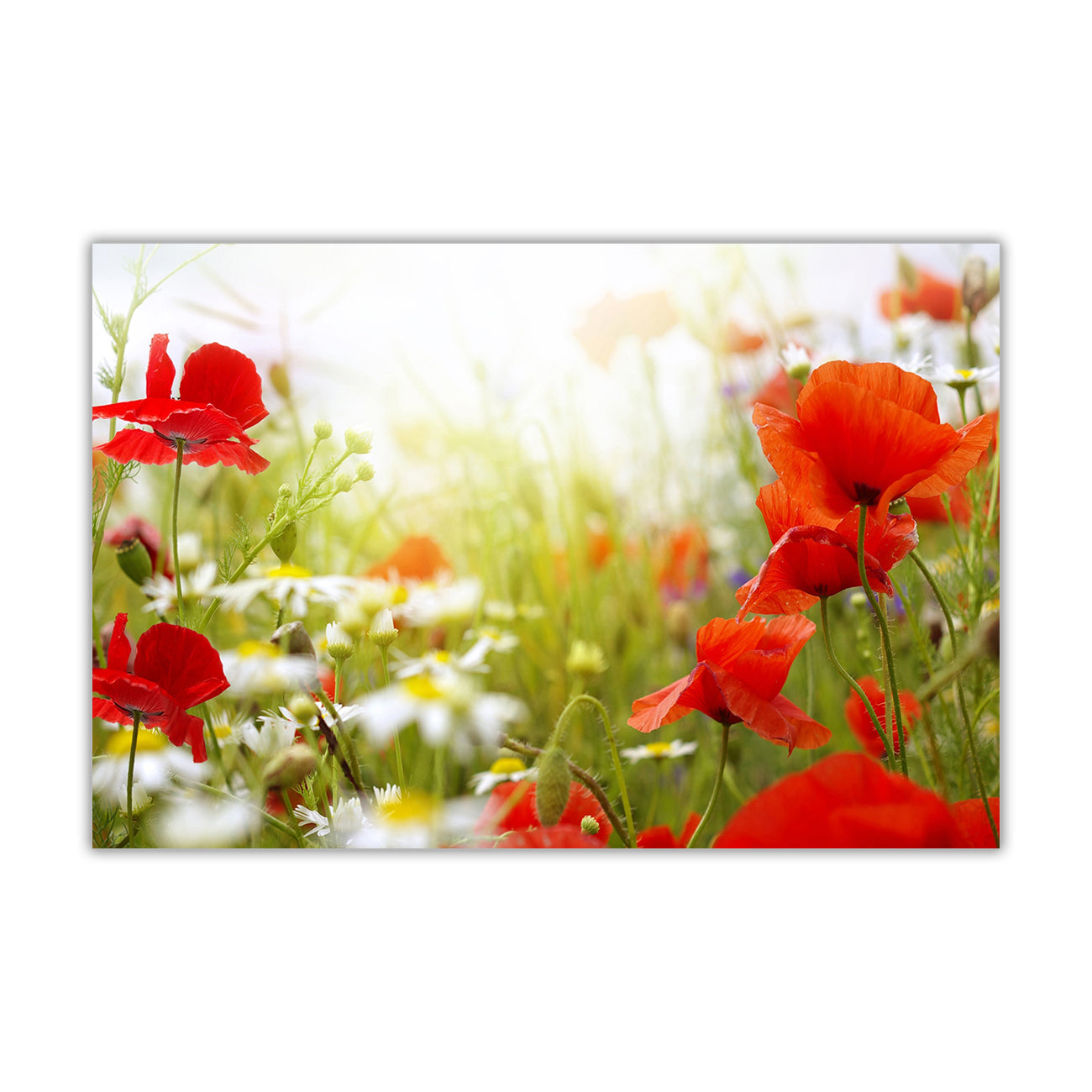 Red Flowers Daisies Canvas Wall Art Picture Print for the Living Room, Bedroom, Home Decor