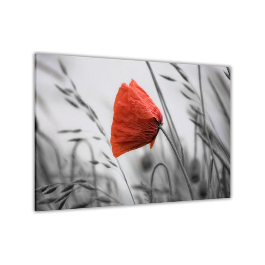 Red Poppy Flower Canvas Wall Art Picture Print for the Living Room, Bedroom, Home Decor