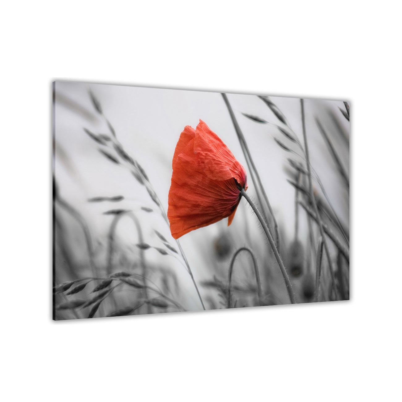 Red Poppy Flower Black & White Canvas Wall Art Picture Print for the Living Room, Bedroom, Home Decor