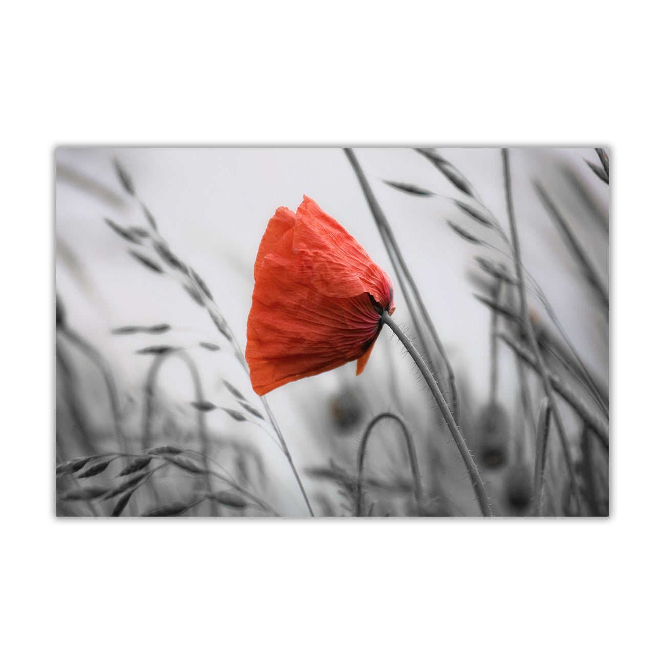 Red Poppy Flower Canvas Wall Art Picture Print for the Living Room, Bedroom, Home Decor